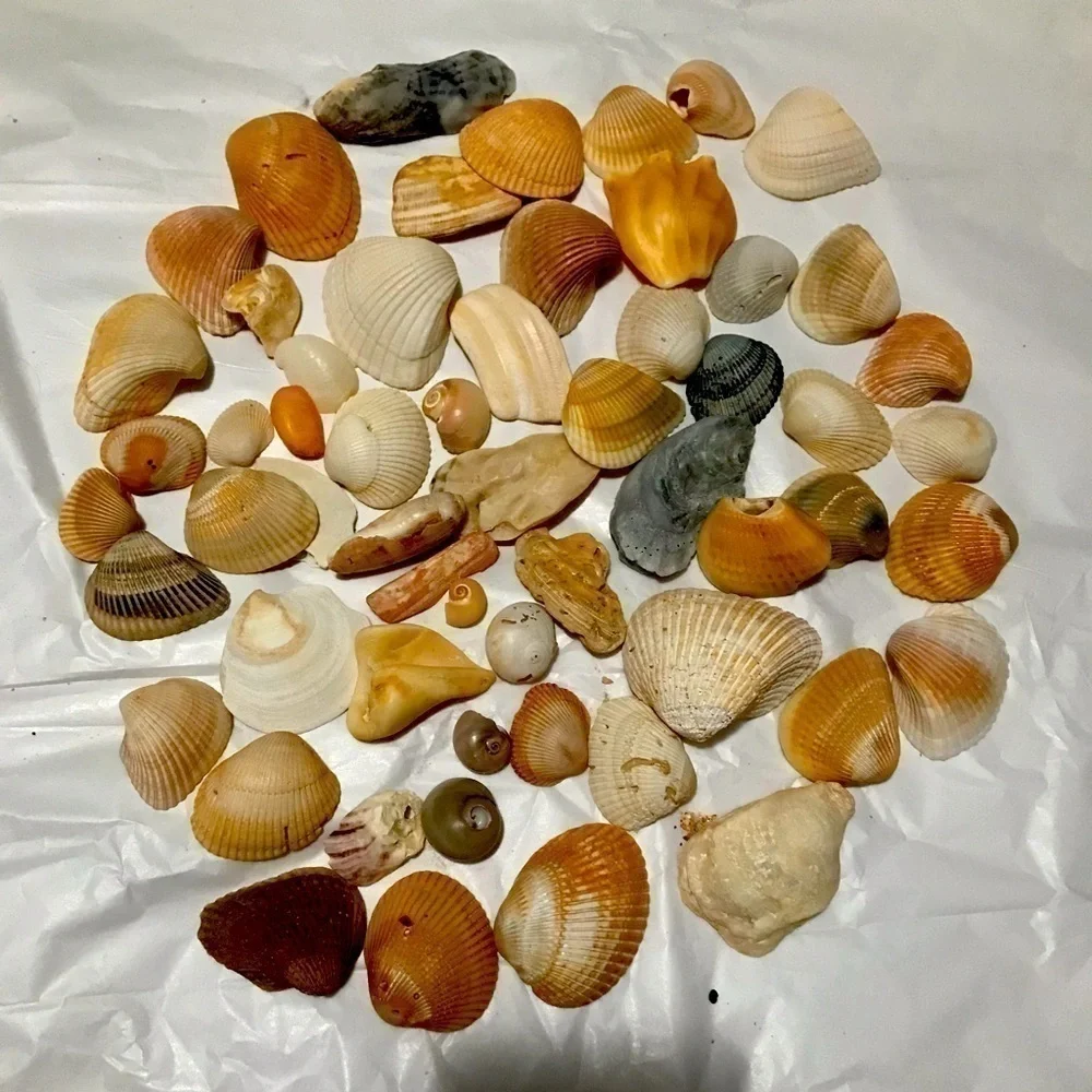 Custom shell bundle — PLEASE READ - Picture 2 of 13